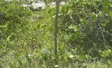 Terreno en la playa de San Benito, Yucatán