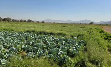 Terreno en Venta en Los Angeles, Lerdo, Durango