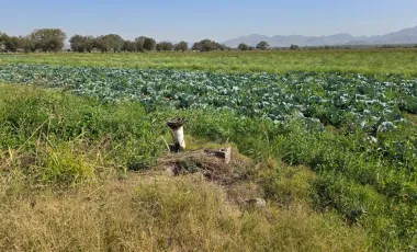 Terreno en Venta en Los Angeles, Lerdo, Durango