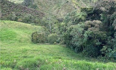 Finca ganadera a 4 km de la union vereda Mesopotamia