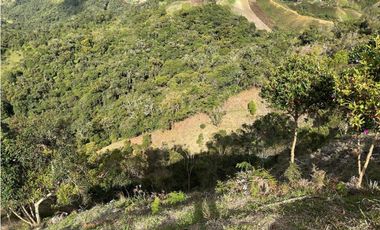 Finca ganadera a 4 km de la union vereda Mesopotamia