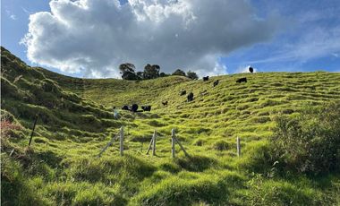 Finca ganadera a 4 km de la union vereda Mesopotamia