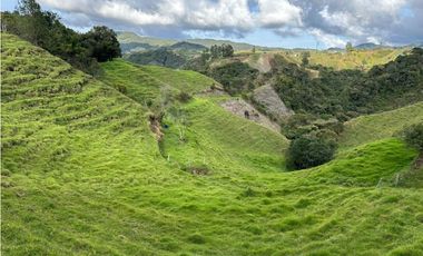 Finca ganadera a 4 km de la union vereda Mesopotamia