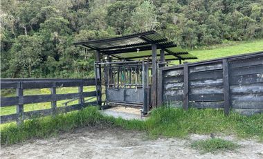 Finca ganadera a 4 km de la union vereda Mesopotamia