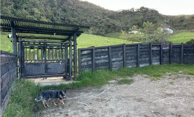 Finca ganadera a 4 km de la union vereda Mesopotamia