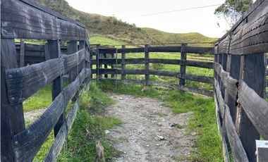 Finca ganadera a 4 km de la union vereda Mesopotamia