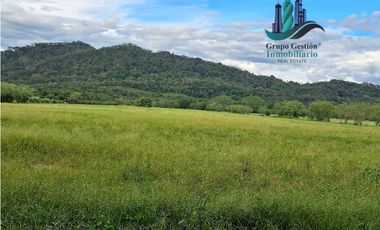 VENDO FINCA DE 25HECTAREAS TOP PLANA A 5 MINUTOS DE DAVID