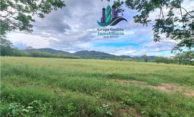 VENDO FINCA DE 25HECTAREAS TOP PLANA A 5 MINUTOS DE DAVID