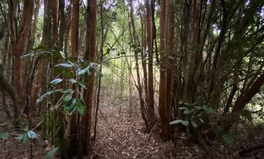 Parcela en Venta en Queilén