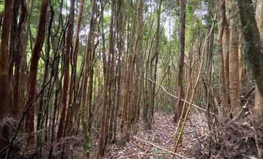 Parcela en Venta en Queilén