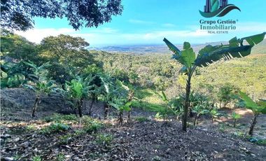 VENDO FINCA DE 14HECTAREAS+ CON 7 OJOS DE AGUA. ALTITUD 850MSNM