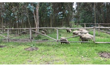 Lasso, Terreno en Venta, 5290m2, Cos PB 15%, 2 Pisos