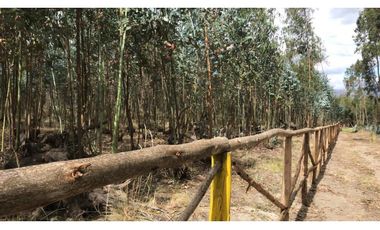 Lasso, Terreno en Venta, 4915m2, Cos PB 15%, 2 Pisos