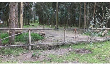 Lasso, Terreno en Venta, 4915m2, Cos PB 15%, 2 Pisos