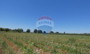 Venta, Parcela Agrícola, 12,5 Hectáreas, Pelarco