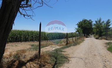 Venta, Parcela Agrícola, 12,5 Hectáreas, Pelarco