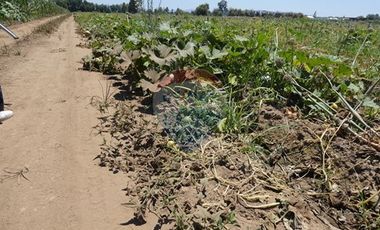 Venta, Parcela Agrícola, 12,5 Hectáreas, Pelarco