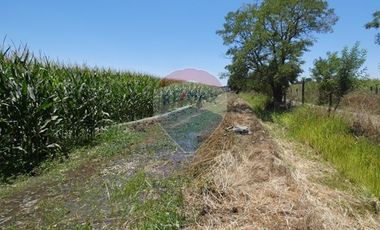 Venta, Parcela Agrícola, 12,5 Hectáreas, Pelarco