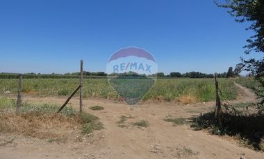 Venta, Parcela Agrícola, 12,5 Hectáreas, Pelarco