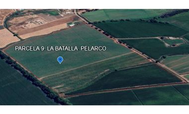 Venta, Parcela Agrícola, 12,5 Hectáreas, Pelarco