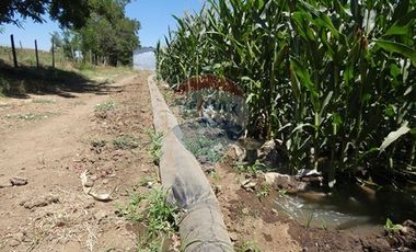 Venta, Parcela Agrícola, 12,5 Hectáreas, Pelarco