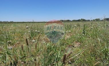 Venta, Parcela Agrícola, 12,5 Hectáreas, Pelarco