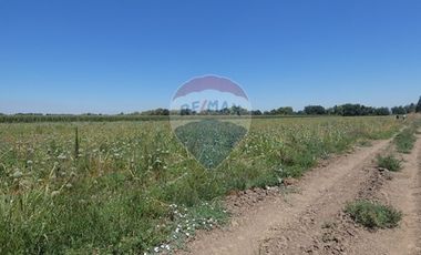 Venta, Parcela Agrícola, 12,5 Hectáreas, Pelarco
