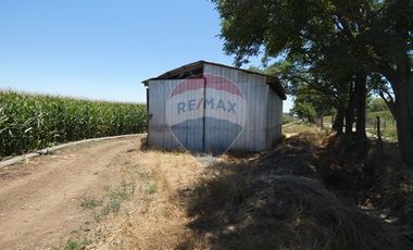 Venta, Parcela Agrícola, 12,5 Hectáreas, Pelarco