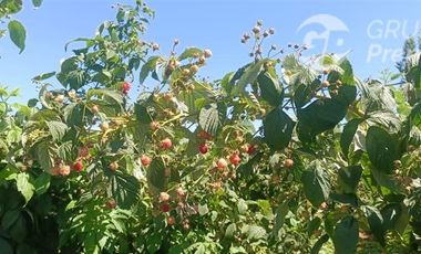 Agrícola en Venta en La Quinta Longavi,