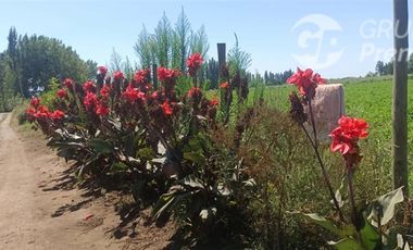 Agrícola en Venta en La Quinta Longavi,