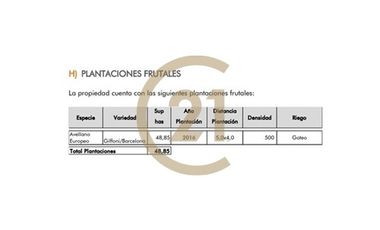 Venta Fundo Producción de Avellanos, Molina  VII R