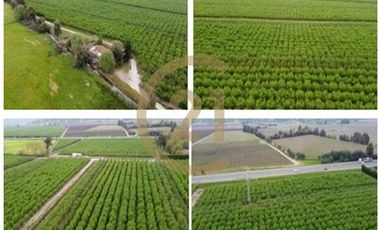 Venta Fundo Producción de Avellanos, Molina  VII R
