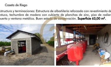 Venta Fundo Producción de Avellanos, Molina  VII R