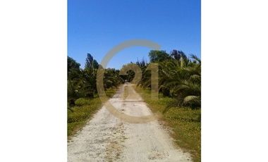 Venta Fundo Producción de Avellanos, Molina  VII R