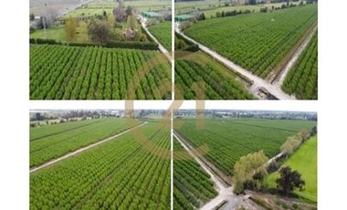 Venta Fundo Producción de Avellanos, Molina  VII R