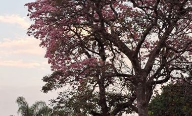 COL. JACARANDAS. UBICADISIMA.