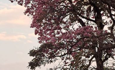 COL. JACARANDAS. UBICADISIMA.