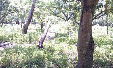 Rancho  en Xoxocotla Puente de Ixtla - CRB-412-Ra