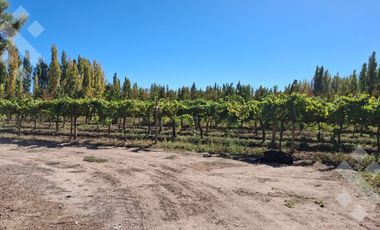En Venta, Chacra,  Limite Neuquén y Plottier, Calle Rio Colorado