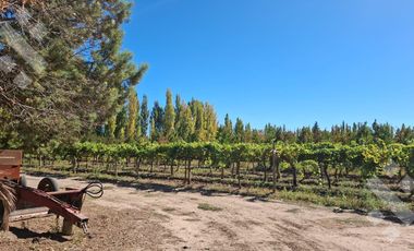 En Venta, Chacra,  Limite Neuquén y Plottier, Calle Rio Colorado