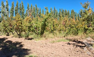 En Venta, Chacra,  Limite Neuquén y Plottier, Calle Rio Colorado