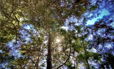 Venta Lote Bodega o Proyecto Apartamentos Guarne Autopista