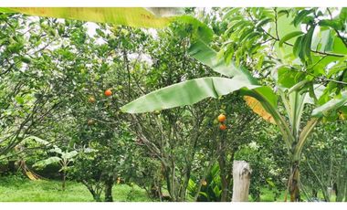 FINCA EL PARAISO SANTA ISABEL MESITAS DEL COLEGIO. CUNDINAMARCA
