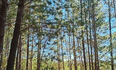 Parcela en Venta en Sector Los Cristales, camino interior a Vichuquén
