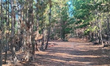 Parcela en Venta en Sector Los Cristales, camino interior a Vichuquén