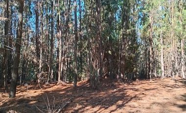 Parcela en Venta en Sector Los Cristales, camino interior a Vichuquén