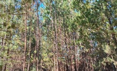 Parcela en Venta en Sector Los Cristales, camino interior a Vichuquén