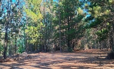 Parcela en Venta en Sector Los Cristales, camino interior a Vichuquén