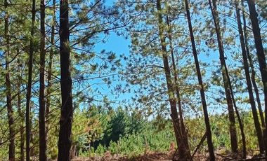 Parcela en Venta en Sector Los Cristales, camino interior a Vichuquén
