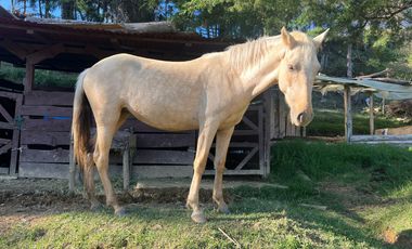 Finca en venta en abejorral - rural